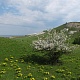 Вдыхая тонкий аромат цветков душистых. Фото: Е.В.Софронов